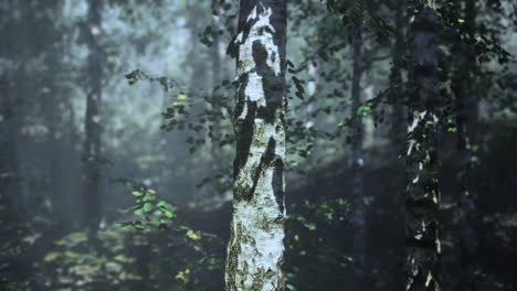 sunlight shining through the trees in a birch forest
