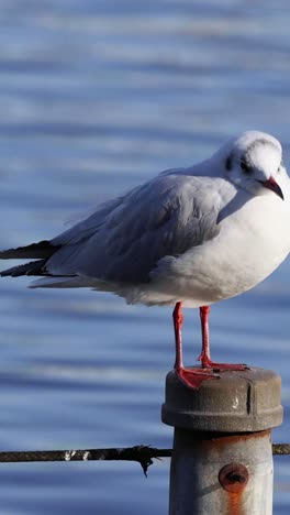 seagull resting and looking around