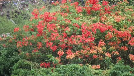 beautiful green orange trees closeup shot