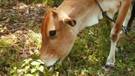 pretty light brown african cow grazing in a small forest in slow motion