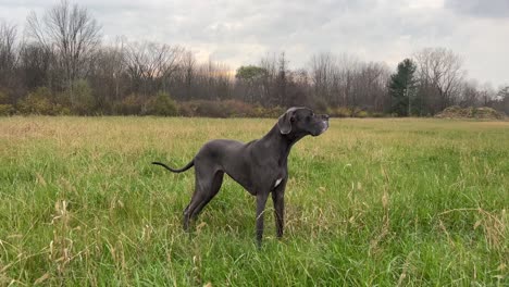 Adult-Blue-Female-Great-Dane-In-A-Field-Smelling