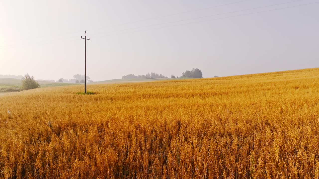 Drone pulls back over golden farmland at sunrise showing calm northern poland