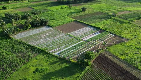 lush green farmland with varied crops and patches in virac, catanduanes, aerial view