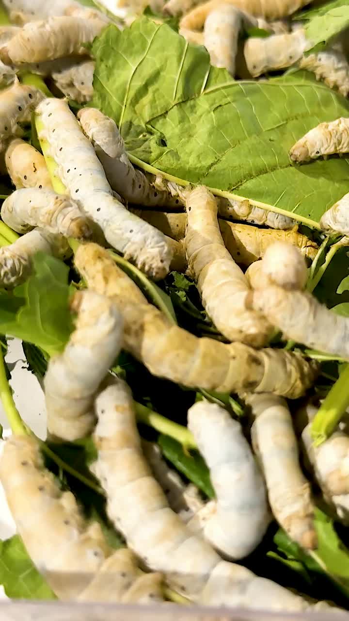 플라스틱 용기에 잎을 먹는 실크 벌레