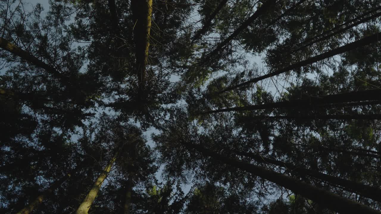 지상에서 볼 수 있는 숲의 나무들