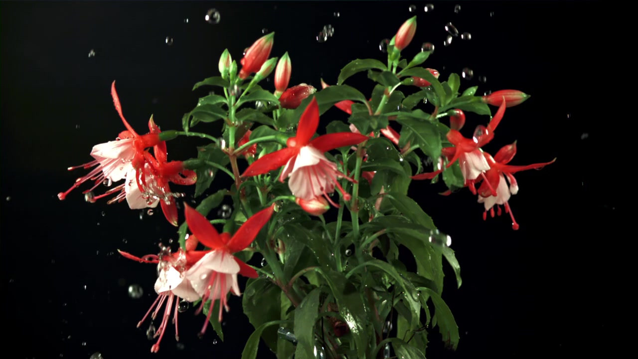 Slowmotion vanddråber, der falder på en levende fuchsia-plante