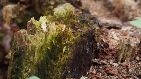 Grüne-Fliegeninsekten,-Die-Auf-Einem-Alten-Baumstamm-Kriechen