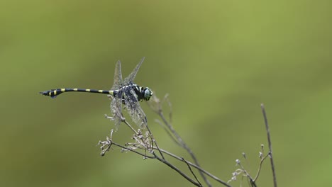 Cola-De-Brida-Común,-Ictinogomphus-Decoratus,-Libélula,-Parque-Nacional-Kaeng-Krachan,-Tailandia