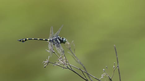 cola de brida común, ictinogomphus decoratus, libélula, parque nacional kaeng krachan, tailandia