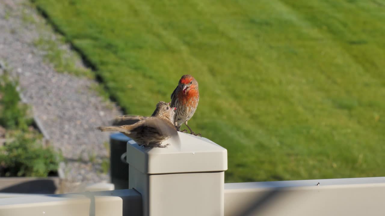 성인 수 집 핀치가 어린 새끼를 먹이기 위해 구토하고 있습니다.
