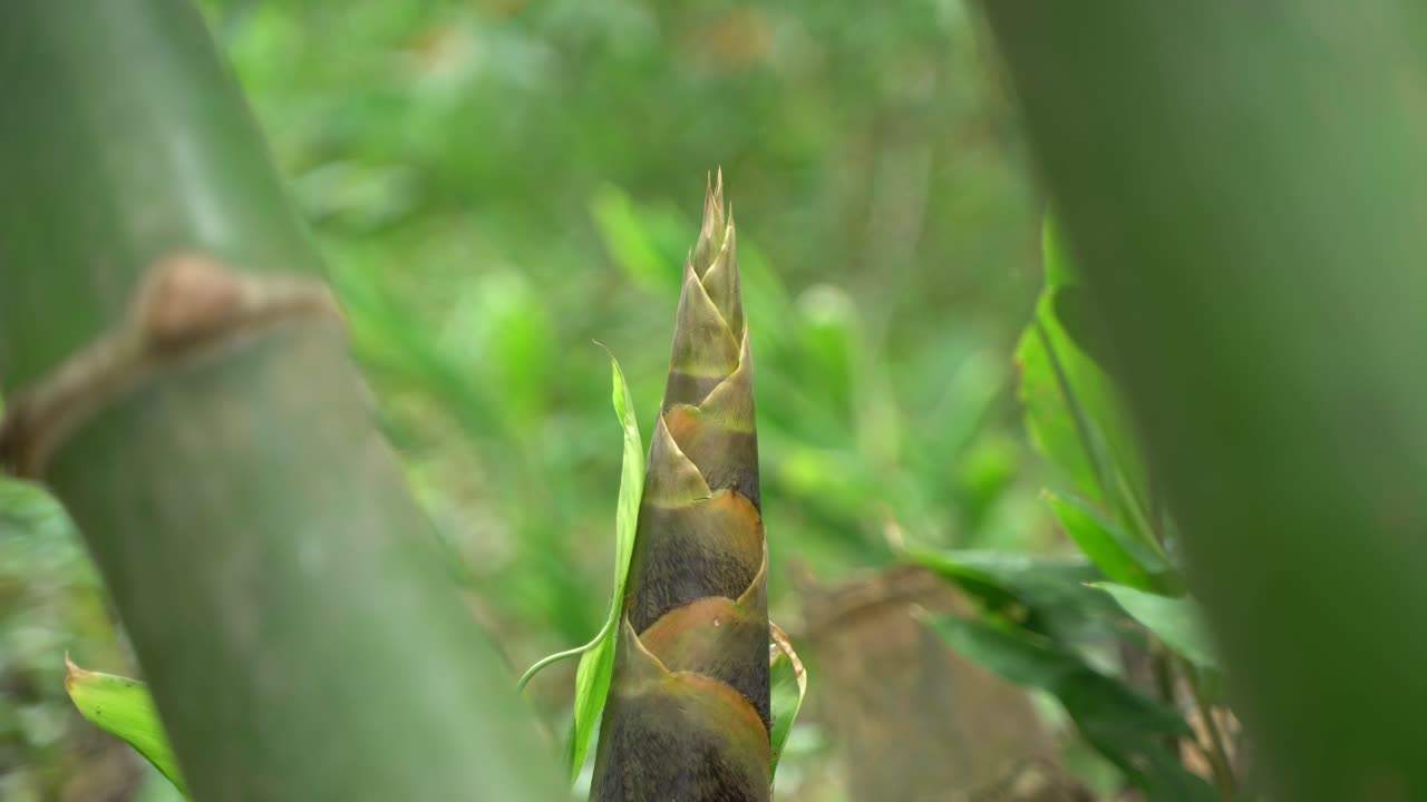 al comienzo del monzón, nuevos árboles de bambú están creciendo en el bosque