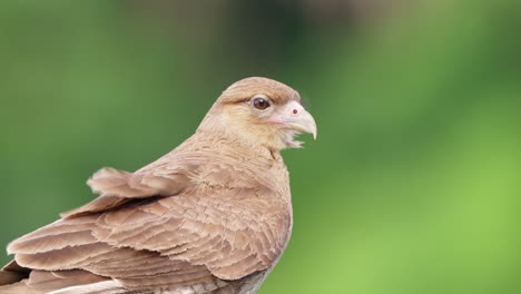 tiro de cerca de la vida silvestre de un feroz chimango caracara, milvago chimango observando el entorno circundante, extendiendo sus alas y volando contra el fondo verde del bosque en un día ventoso