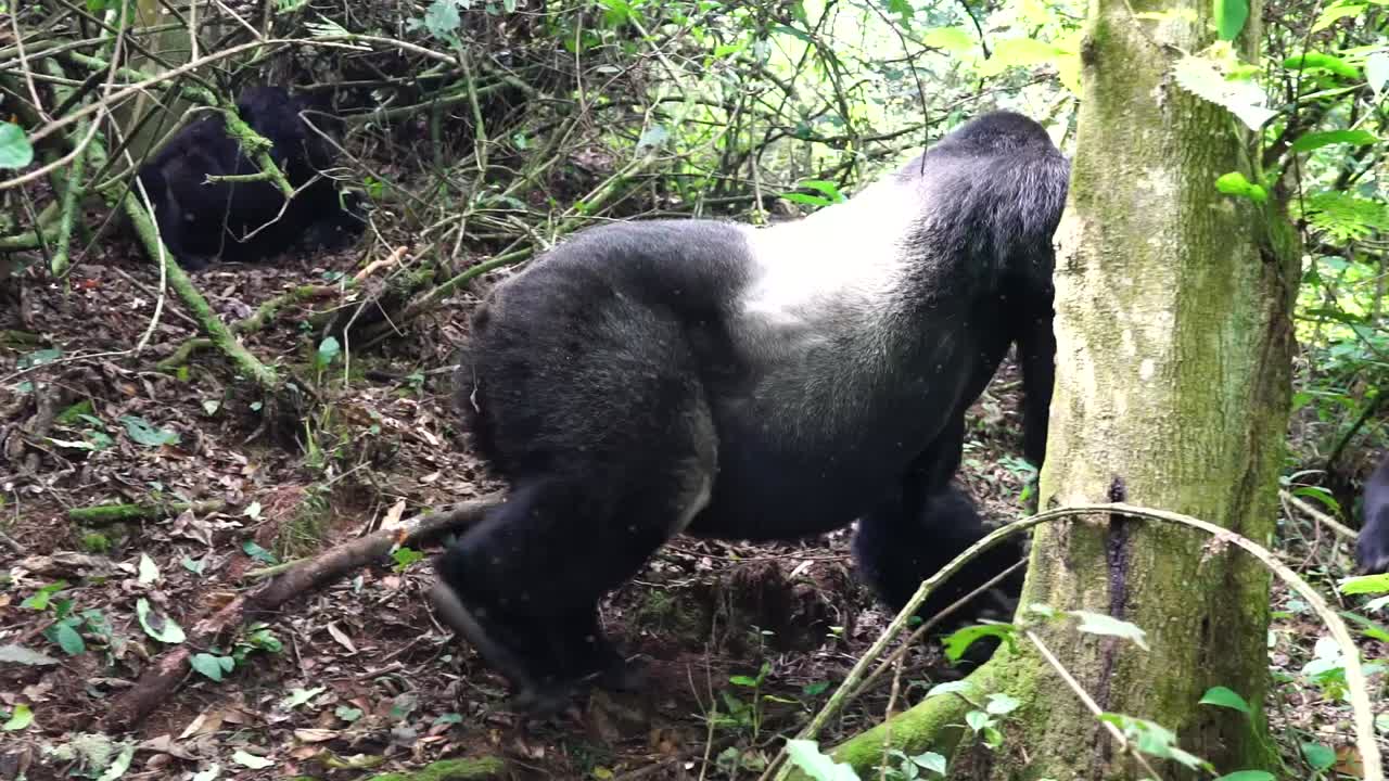 Maestoso gorilla di montagna maschio si aggira nella foresta con il suo gruppo.