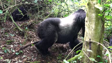 Majestic-Mountain-Gorilla-male-is-wandering-in-forest-with-his-group