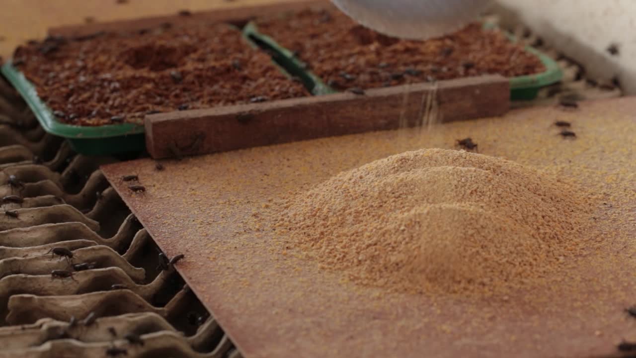 Macro Footage of Crickets Eating Their Food That Farmer Feed Them