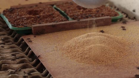 Macro-Footage-of-Crickets-Eating-Their-Food-That-Farmer-Feed-Them