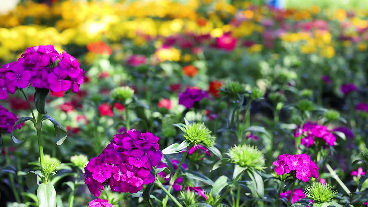 Colorido jardín de flores