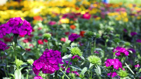 jardín de flores de colores