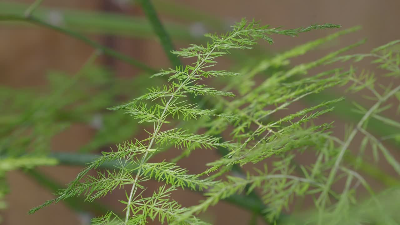 Macro ravvicinata di una felce di asparago