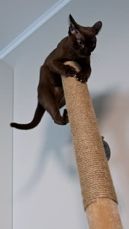 funny brown kitten at home. clever burmese cat jumping high on a carton stick indoors. purebred animal playing. vertical video