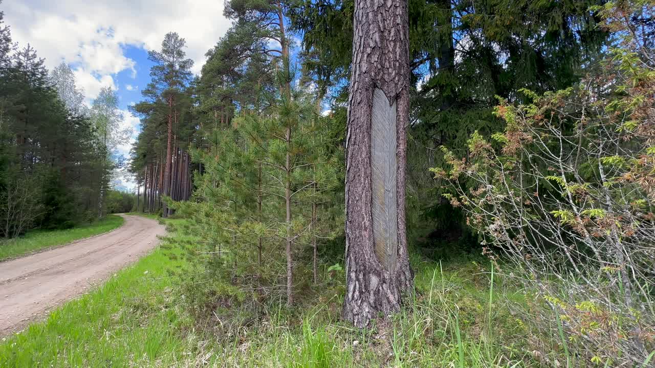 Traces of notches on a pine tree trunk for resin collection. Estonia.