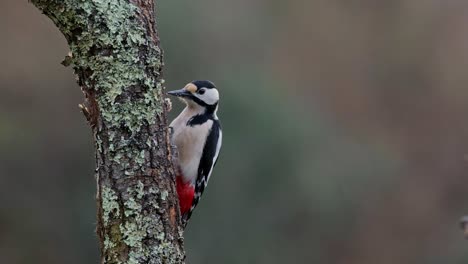 Entzückender-Dendrocopos-Großvogel,-Der-Auf-Einem-Baumstamm-In-Der-Natur-Sitzt