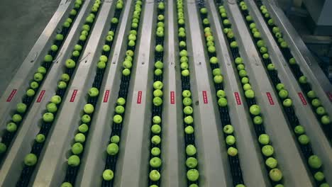 video footage of apples on a conveyor system in a large packaging facility