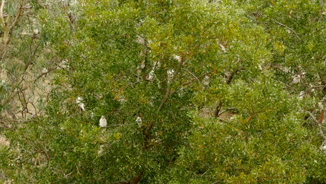 Native-Australian-Corella-flock-in-plague-proportions-at-a-Victorian-township