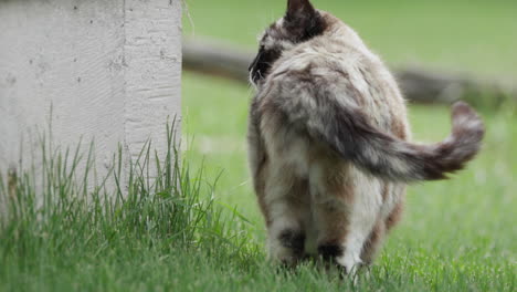 rear view of watchful fluffy cat exploring garden on grass, handheld