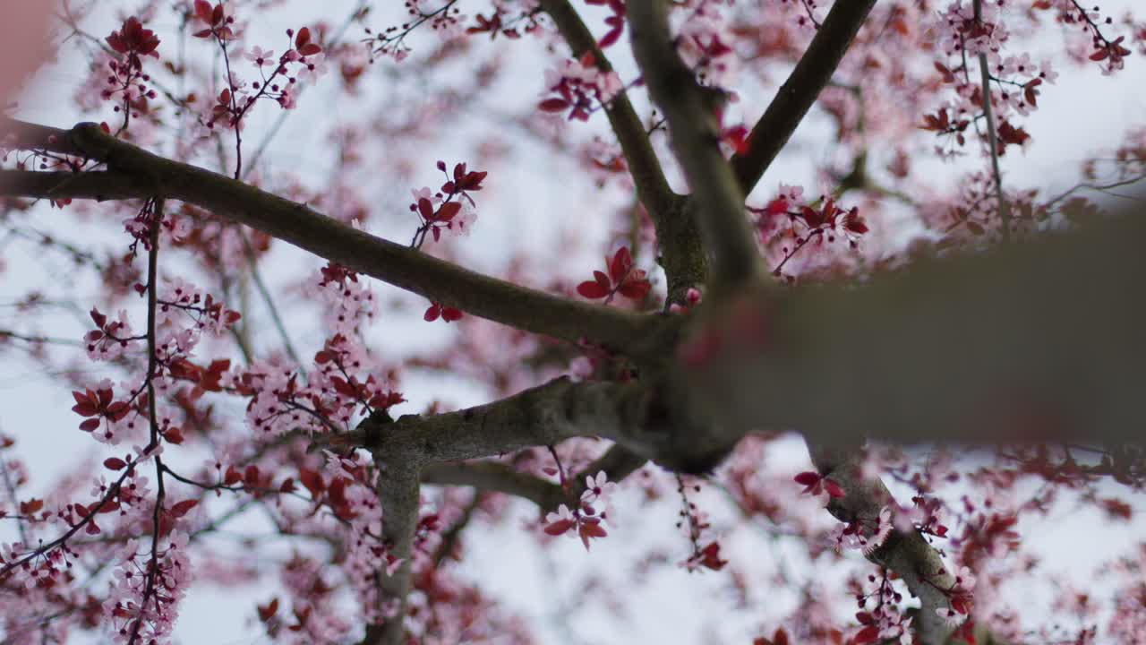 Blooming Cherry Blossoms