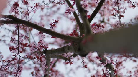 las flores de cerezo en flor