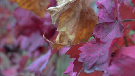 viñedo en otoño