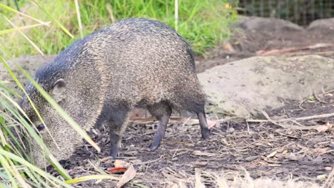 peccary walking and foraging in zoo enclosure