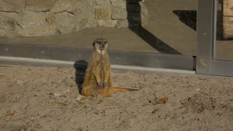 Meerkat-on-the-lookout