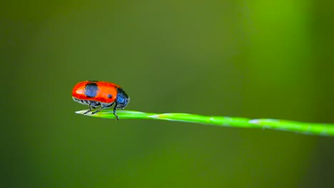 Clytra-Laeviuscula---Ameisenbeutelkäfer-Auf-Einem-Gras---Makro-Nahaufnahme