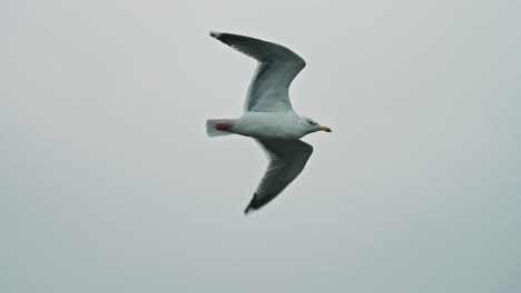 seagull flying during stormy weather in slowmotion 120fps