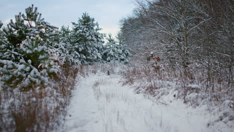 Empty-frozen-forest-clearing-with-spruces-bare-trees-covered-with-white-snow.