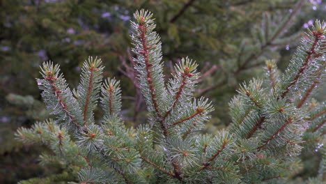 Day time footage of evergreen pine tree with water dripping on branches