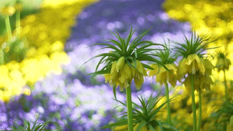 Buntes-Gelbes-Und-Violettes-Blumenfeld