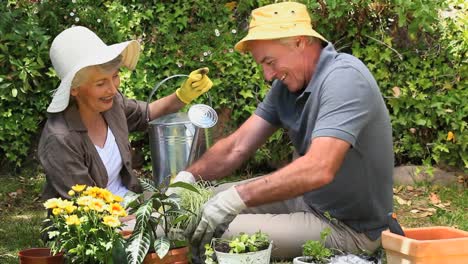 old couple gardening together