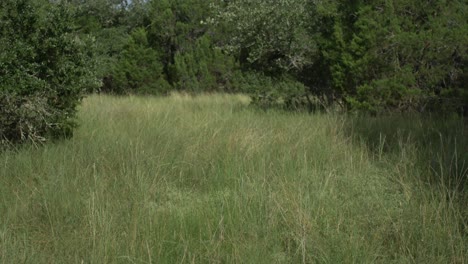 view of a grassy clearing in the texas hill country, with tall grass and trees swaying in the wind