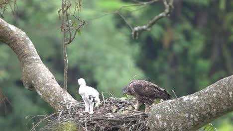 wild javan hawk eagle is watching its young in the nest