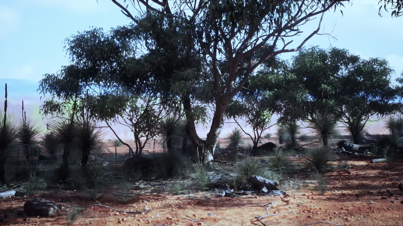 un paisaje desértico con árboles y arbustos