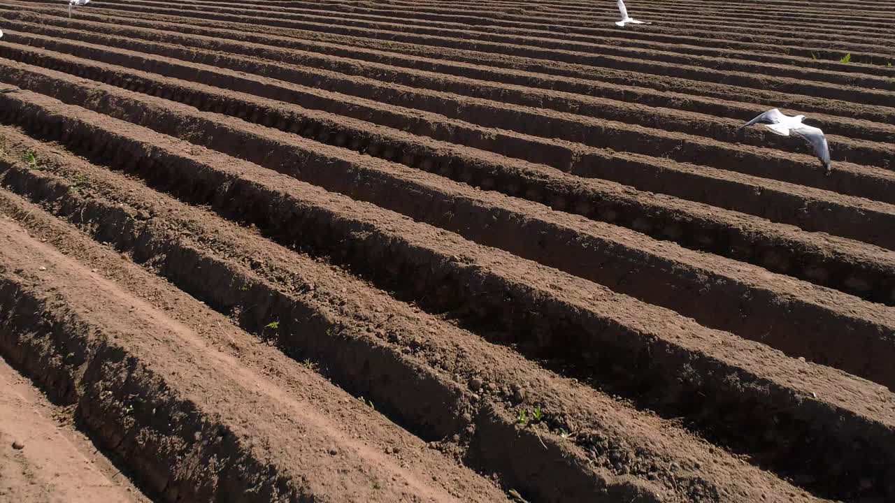 Sorvolando il campo arato in primo piano