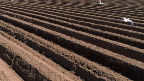 flying over the plowed field close-up.