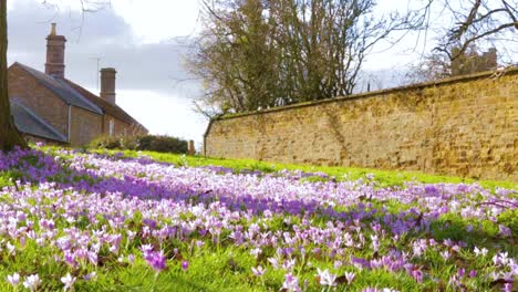 Seltene-Wilde-Frühlingskrokusse,-Die-Auf-Offenem-Grasland-Im-Dorf-Ayston-In-Der-Grafschaft-Rutland-In-England,-Großbritannien,-Wachsen