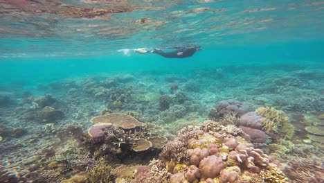 a snorkeler swimming above a vibrant coral reef