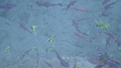 fish swimming in clear water