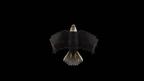 eagle flying looped