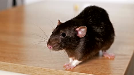 animal domestic gray rat close-up